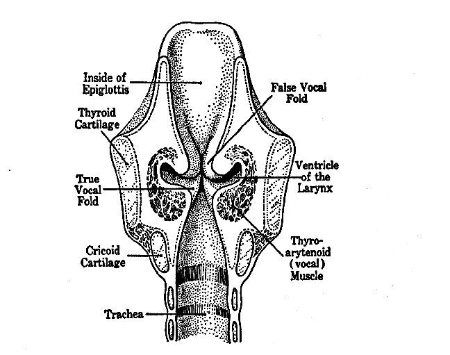 Laryngeal Gestures and states of the glottis